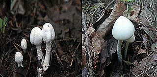  흰주름버섯식용    독우산광대버섯독