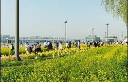  `화사한 봄이 왔어요!` 한강공원에 봄꽃 7종 10만 6천 본 식재 기사 이미지