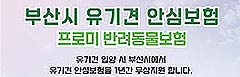 부산시, 유기견 입양 시 1년간 펫보험 무료 지원… 질병·상해·배상 보장 기사 이미지