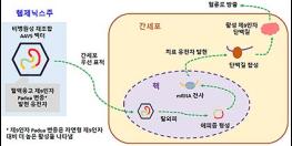 식약처, 혈우병 치료 유전자치료제 국내 최초 허가 기사 이미지