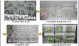 담수식물 여뀌바늘에서 항암 효과 발견 기사 이미지