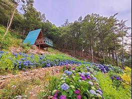 형형색색 수국꽃 만발한 남도 정원서 힐링하세요 기사 이미지