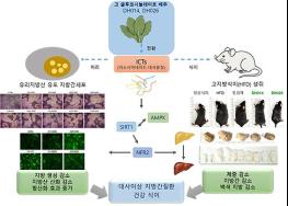 '글루코시놀레이트 고함량 배추' 간 질환 예방 효과 기사 이미지