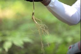 여름철 대표 숲푸드 산양삼 추출물, 근력 개선 효과 입증 기사 이미지