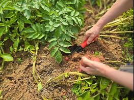 경기도, ‘치유농업’ 뇌파·설문 분석 결과 스트레스·우울감 최대 58% 감소 기사 이미지
