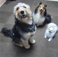 연휴에도 반려동물 안심하고 맡기세요！서울시, 우리동네 펫위탁소 기사 이미지