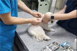 광주시, 설 연휴 반려동물 응급진료 운영 기사 이미지