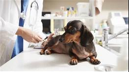 강북구, 반려동물 의료비 덜어주는 '우리동네 동물병원' 운영 기사 이미지