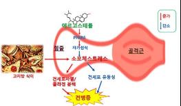 산림버섯 유래 에르고스테롤, 비만성 힘줄 손상 억제 효과 확인 기사 이미지