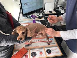 광명시, 4월 6일부터 15일까지 광견병 예방접종 지원…7천 원에 접종 가능 기사 이미지