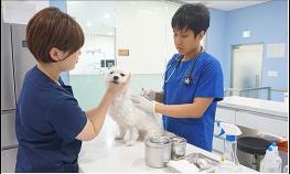 서울시, 반려동물과의 안전한 산책 위해 광견병 예방접종 꼭 하세요 기사 이미지