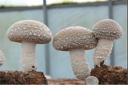 산림버섯 속 에르고스테롤, 건염 예방 돕는 건강 소재로 주목 기사 이미지