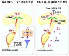 장(腸)이 뇌(腦)를 설득해 편식을 고친다! 기사 이미지